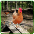 解救小鸡真实模拟鸡3D游戏