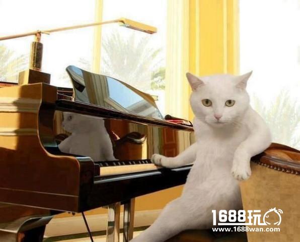 铲屎的，你还想听首什么曲子？ 搞笑囧图[多图]