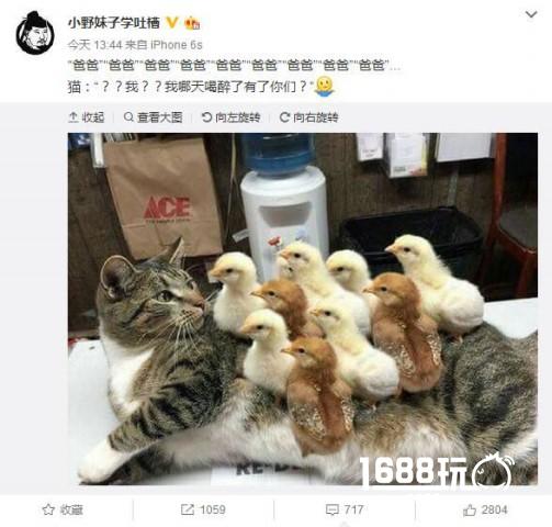 铲屎的，你还想听首什么曲子？ 搞笑囧图[多图]