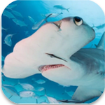锤头鲨模拟器3d手游