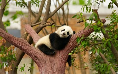 大熊猫属于什么目的动物？微博森林驿站11月30日答案[多图]