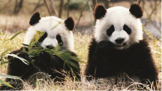 大熊猫属于什么目的动物？微博森林驿站11月30日答案[多图]