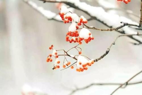 今日小雪怎么样发朋友圈？2020小雪经典文案合集[多图]
