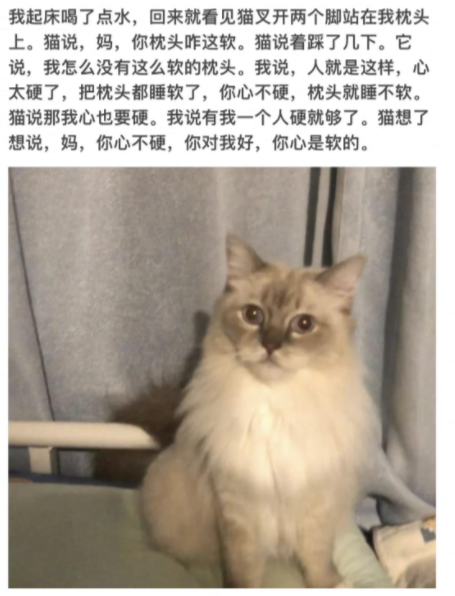 小猫文学语录 小猫文学是什么意思