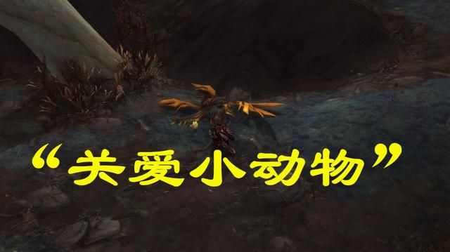 魔兽世界关爱小动物任务攻略 关爱小动物任务流程介绍[多图]