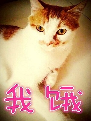 来《台球帝国》捕捉萌宠，猫扑伴你过一夏![多图]图片2