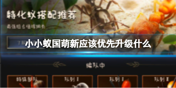 《小小蚁国》萌新应该优先升级什么 萌新前期攻略扫盲