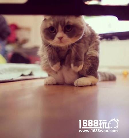 做个了断吧草薙喵 搞笑囧图[多图]图片16