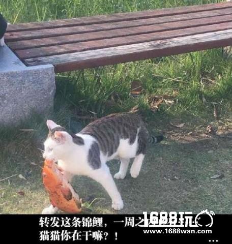 做个了断吧草薙喵 搞笑囧图[多图]图片18