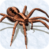 蜘蛛模拟器手机版